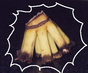 �^�R�^�R���l���ʐ}